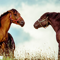 Buy canvas prints of Two brown horses on a meadow before sunset by Przemek Iciak