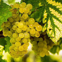 Buy canvas prints of White grapes in a vineyard before harvest by Przemek Iciak