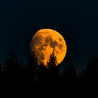 Buy canvas prints of Orange moon on night sky with trees in foreground. by Przemek Iciak