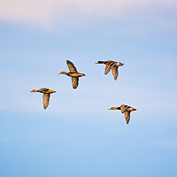Buy canvas prints of Group of  wild ducks flying against blue sky by Przemek Iciak
