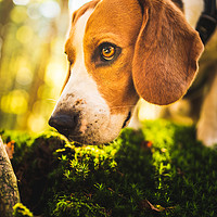 Buy canvas prints of The beagle dog in sunny autumn forest by Przemek Iciak