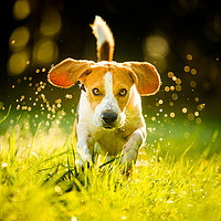 Buy canvas prints of Beagle running fast through wet grass by Przemek Iciak