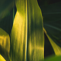 Buy canvas prints of Green growing leaves of maize in a field. by Przemek Iciak
