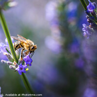 Buy canvas prints of Close-up photo of a Honey Bee gathering nectar and spreading pollen on violet flovers of lavender. by Przemek Iciak