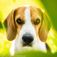 Buy canvas prints of Portrait of Beagle dog between green leaves outdoors. by Przemek Iciak