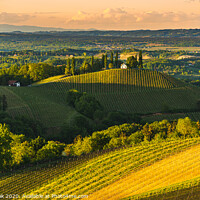 Buy canvas prints of Sunset over South Styria vineyard landscape in Steiermark, Austria. by Przemek Iciak