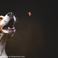 Buy canvas prints of Tricolor Beagle dog waiting and catching a treat in studio, against dark background. by Przemek Iciak