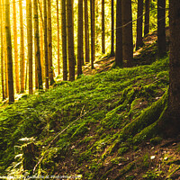 Buy canvas prints of Beautiful green forest with sun rays coming through. by Przemek Iciak