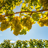 Buy canvas prints of White grapes growing on vine in bright sunshine light. by Przemek Iciak