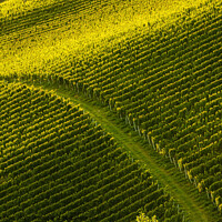 Buy canvas prints of Rows Of Vineyard Grape Vines. Autumn Landscape. Austria south Styria. by Przemek Iciak