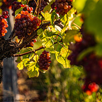 Buy canvas prints of Red grapes growing on vine in bright sunshine light. by Przemek Iciak