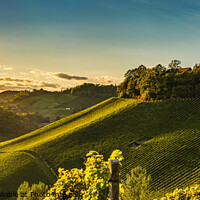 Buy canvas prints of Sunset panorama of wine street on Slovenia, Austria border in Styria. Fields of grapevines. by Przemek Iciak