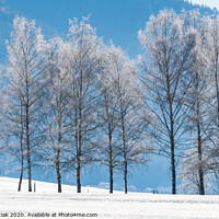 Buy canvas prints of Peaceful snowy landscape in Tragos, Oberort in Aus by Przemek Iciak