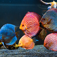 Buy canvas prints of Colorful fish from the spieces Symphysodon discus in aquarium. by Przemek Iciak