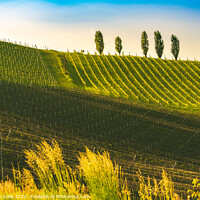 Buy canvas prints of A Beautiful Sunset over a Styrian Vineyard in Austria by Przemek Iciak