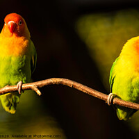 Buy canvas prints of Two Beautiful parrots, Sun Conure on tree branch. by Przemek Iciak