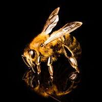 Buy canvas prints of Honey bee macro, isolated on black background. Bee concept. by Przemek Iciak