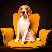 Buy canvas prints of A beagle dog sits on a yellow chair in front of a black background. Cute dog on furniture. by Przemek Iciak