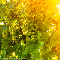 Buy canvas prints of Green grapes on vineyard over bright green background. Sun flare by Przemek Iciak