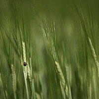 Buy canvas prints of Ladybird in a cornfield by Jacky rodgers