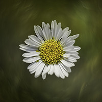 Buy canvas prints of Daisy flower close up by Jacky rodgers