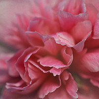 Buy canvas prints of Pink peony flower close up by Jacky rodgers