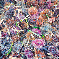 Buy canvas prints of top view of many sea urchins by federico stevanin