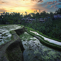Buy canvas prints of Tegallalang rice teracces In Bali, Indonesia by federico stevanin