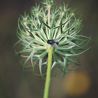 Buy canvas prints of fly on stem of a green Queen Anne's Lace flower by federico stevanin