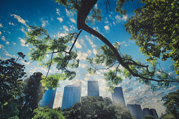 Sydney Royal Botanic Gardens view of the city Canvas Print by federico stevanin
