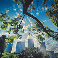 Buy canvas prints of Sydney Royal Botanic Gardens view of the city by federico stevanin