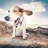 Buy canvas prints of smiling beagle dog  by federico stevanin