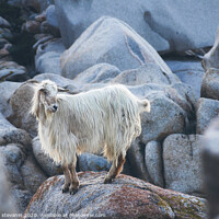 Buy canvas prints of wild goat among the rocks by federico stevanin