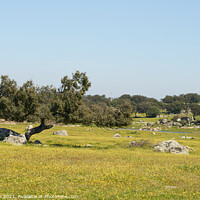 Buy canvas prints of Alentejo landscape with olive tree and yellow flowers in Portugal by Luis Pina