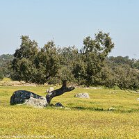 Buy canvas prints of Alentejo landscape with olive tree and yellow flowers in Portugal by Luis Pina