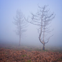 Buy canvas prints of Trees in the fog in Lousa mountain, Portugal by Luis Pina