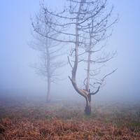 Buy canvas prints of Trees in the fog in Lousa mountain, Portugal by Luis Pina