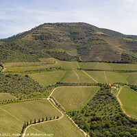 Buy canvas prints of Douro river wine valley region drone aerial view, in Portugal by Luis Pina
