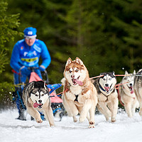 Buy canvas prints of Husky sled dog racing by TRAVELARIUM 