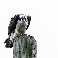 Buy canvas prints of Osprey sitting on utility post with white sky by Miro V