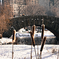 Buy canvas prints of From Central Park 2 by Miro V