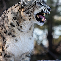 Buy canvas prints of Snow Leopard  by Miro V