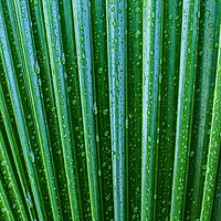 Buy canvas prints of Green palm leaves background by Miro V