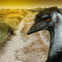 Buy canvas prints of Road to sand dunes with emu by Miro V