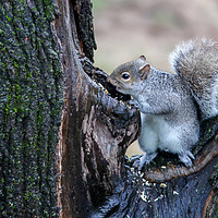 Buy canvas prints of Grey squirrel on tree finding food by Miro V