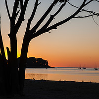 Buy canvas prints of Morning sunrise on the beach with tree by Miro V