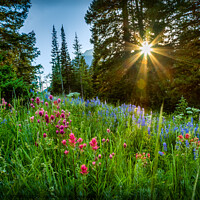 Buy canvas prints of Mountain Wild Flowers at Sunset by BRADLEY MORRIS