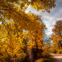 Buy canvas prints of Autumn country road by BRADLEY MORRIS
