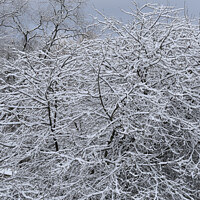 Buy canvas prints of Snow Covered Winter Apple Tree by William Jell