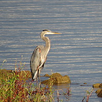 Buy canvas prints of Great Blue Heron searching for breakfast by William Jell